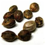 Семена марихуаны АК-47  (Seeds AK-47) в Ермолино